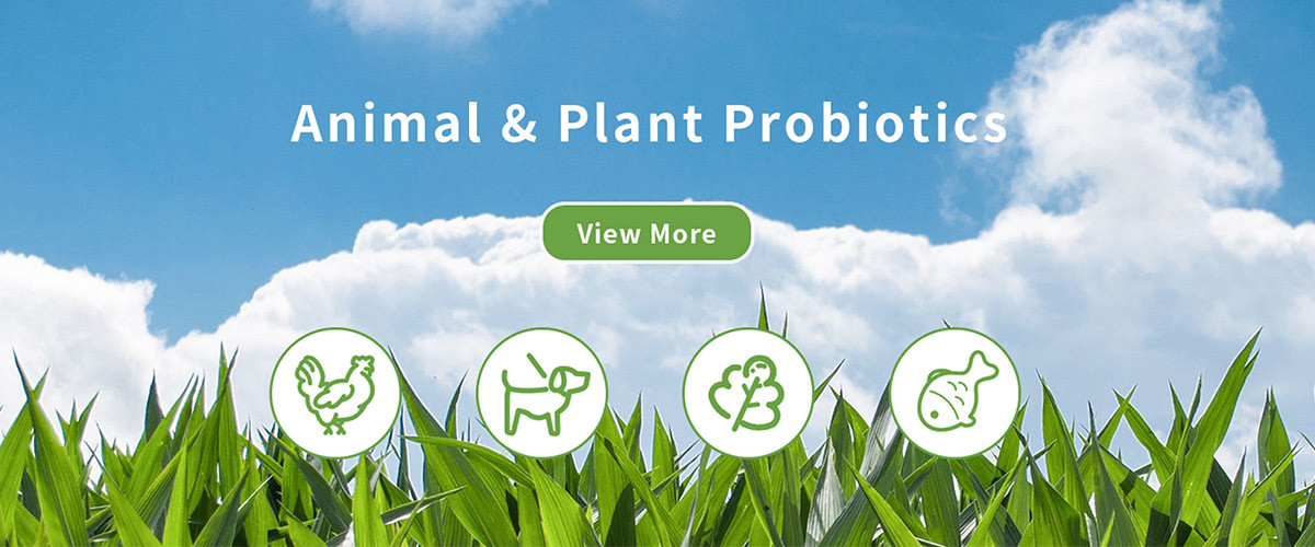 kwaliteit Textielenzym fabriek