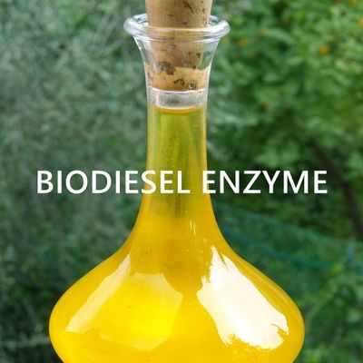 Goede prijs. Het Enzym van de technieklipase voor Duurzame Bioenergy Olietoepassingen online