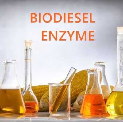 Goede prijs. Enzymatische Benaderings Verschillende Lipasen in Biodieselproductie online