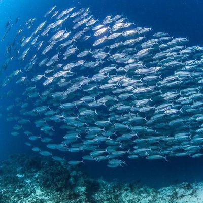 Goede prijs. Eco-vriendelijke enzymatische verwerking van mariene olie: immobilized lipase Novozym 435 in biocatalyse online