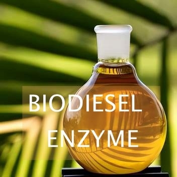Goede prijs. 25 kg/zak Biodiesel enzymproces Activiteit 10000 - 100000u/g Droog en koel opslaan online