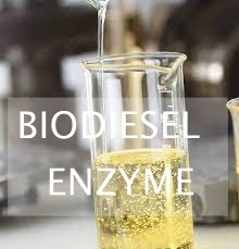 Goede prijs. De Enzymatische Hydrolyse van afvallipiden voor Biofuel Productie die Lipasen gebruikt online