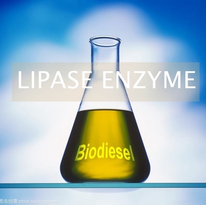 Goede prijs. Alternatief Biofuels Lipasenenzym in Productie PH 6,0 - 8,0 online