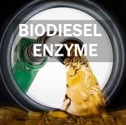 Goede prijs. Van de de Activiteitenlipase van de biodieselproductie van het het Enzymlipide de Metabolische Wegen online