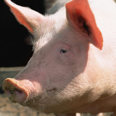 Goede prijs. Peptiden en aminozuren Reactie Reinigingsmiddel Enzym Compatibel met andere reinigingsmiddelen Ingrediënten Werken tussen 15 en 60 °C online